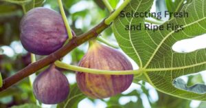 Selecting Fresh and Ripe Figs