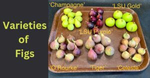 Varieties of Figs