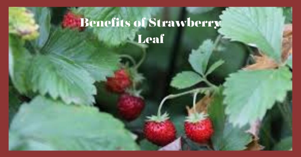 Benefits of Strawberry Leaf and Strawberry Leaf Tea-Dailyjang